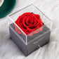 Poklon kutija večna ruža + ogrlica - LOVEBOX
